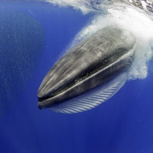 2_6 CANARY ISLANDS. BRYDE´S WHALE