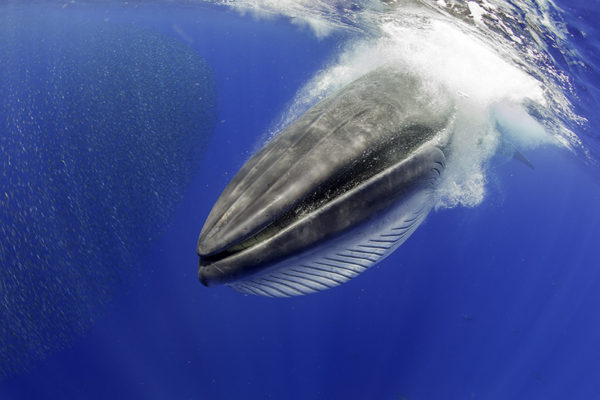 2_6 CANARY ISLANDS. BRYDE´S WHALE