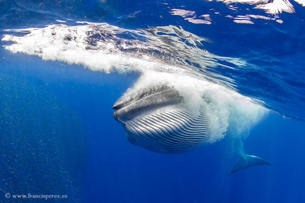 2_20 BRYDE´S WHALE CANARY ISLANDS.
