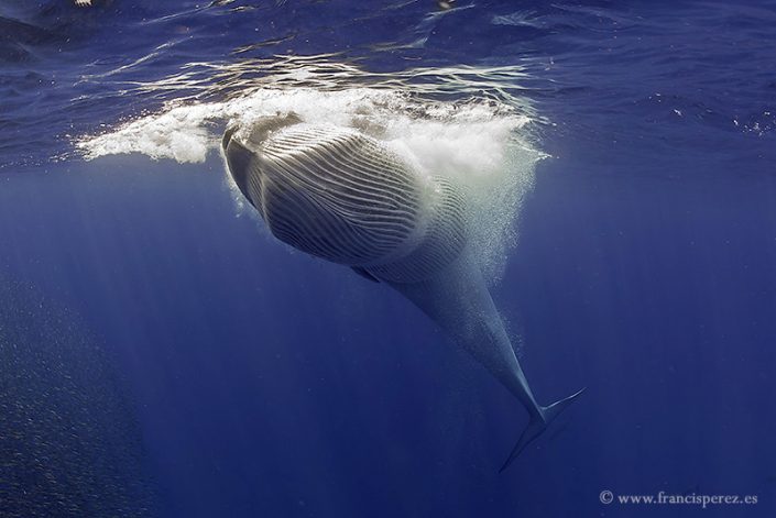 2_21 BRYDE´S WHALE. CANARY ISLANDS