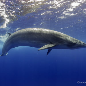 2_22 BRYDE´S WHALE. CANARY ISLANDS.