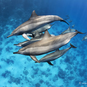 2_30 SPINNER DOLPHINS. RED SEA
