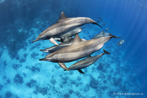 2_30 SPINNER DOLPHINS. RED SEA