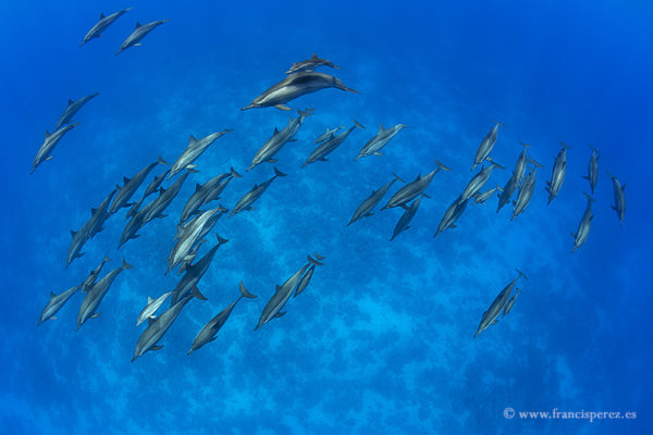 2_31.SPINNER DOLPHIN. RED SEA