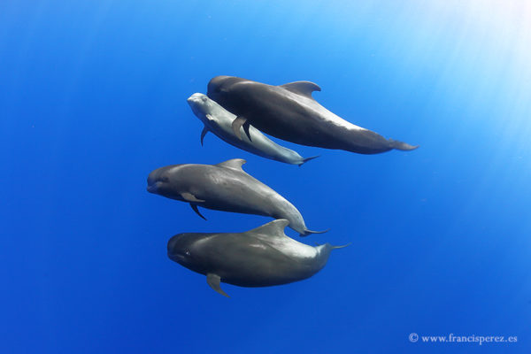 2_32 CANARY ISLANDS. PILOT WHALES
