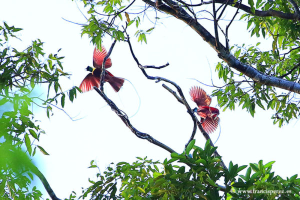 4_16 PARADISE BIRDS. WEST PAPUA. INDONESIA