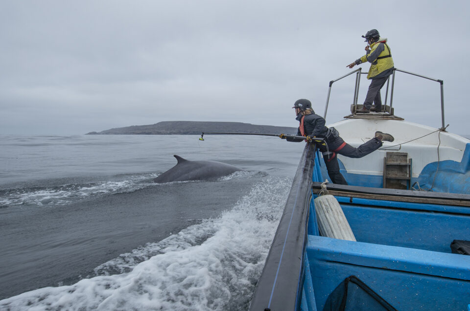 TAGGING FIN WHALES