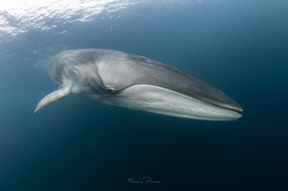 FIN WHALE